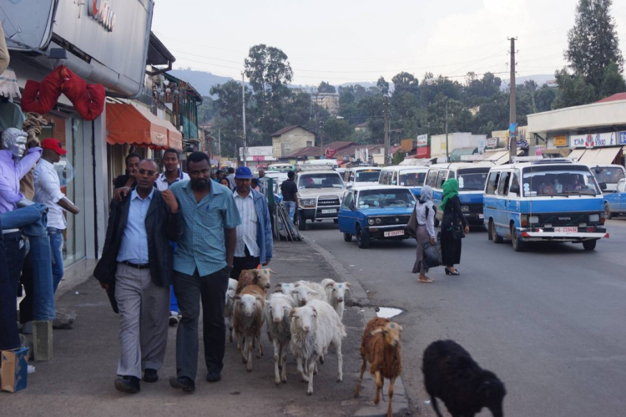 Addis Ababa New Flower See Ethiopia Travel Ethiopia Tour Company